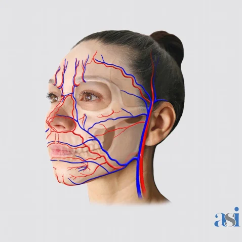 Anatomy For Injectors (AFI) Bundle